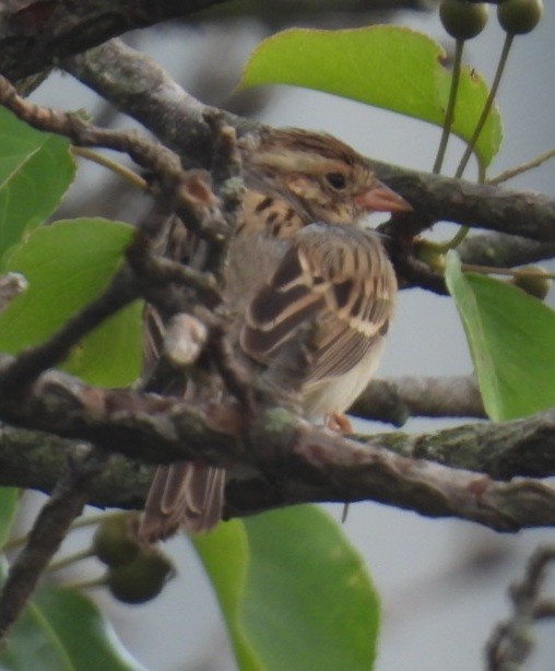 Clay-colored Sparrow - ML617602852