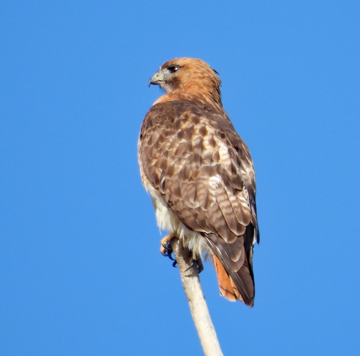 Red-tailed Hawk - ML617602858