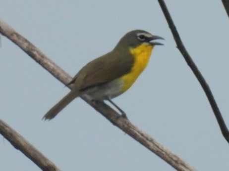 Yellow-breasted Chat - Norm Clayton