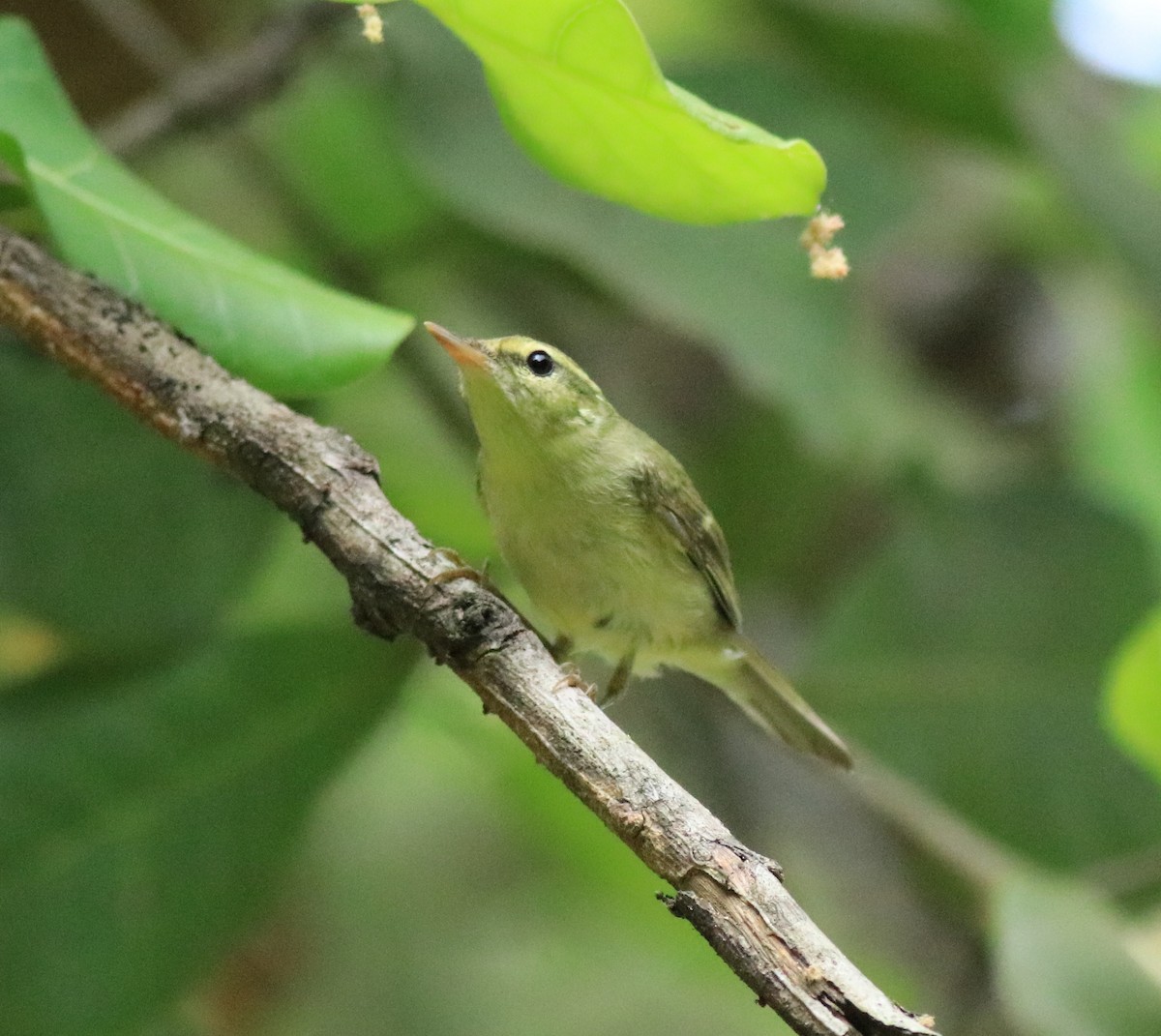 Green Warbler - Afsar Nayakkan