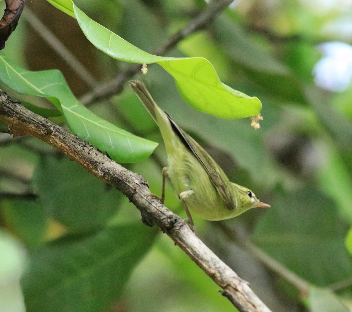Green Warbler - Afsar Nayakkan