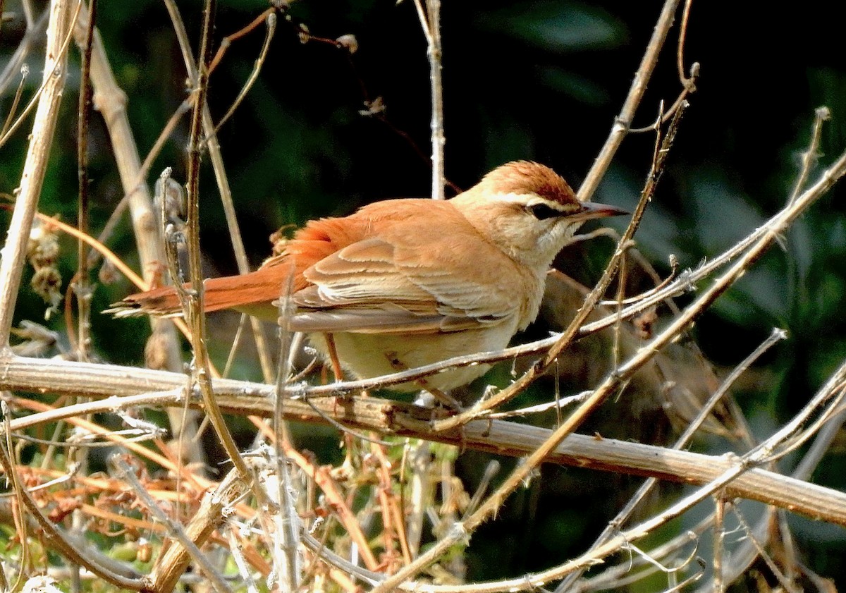 Rufous-tailed Scrub-Robin - Haiko Taudien