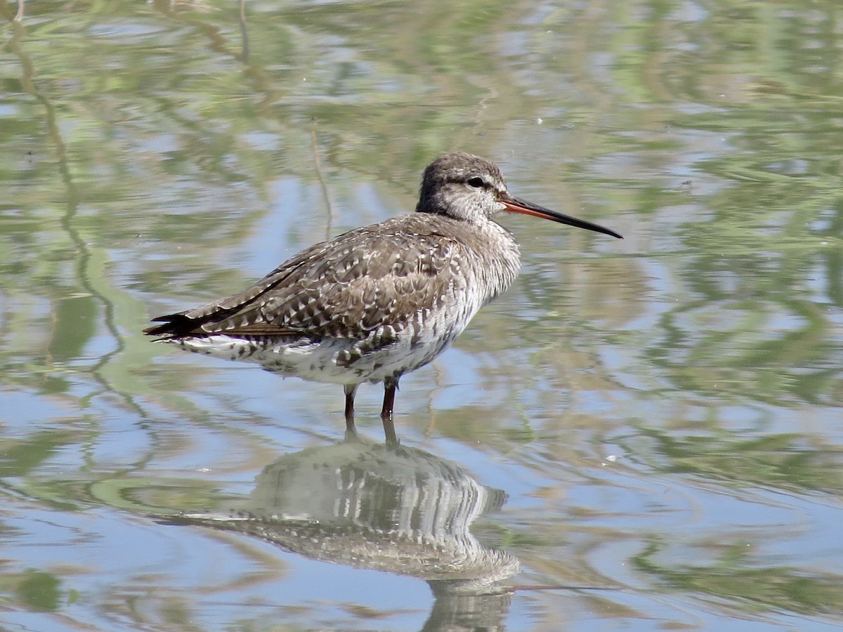Spotted Redshank - ML617602977