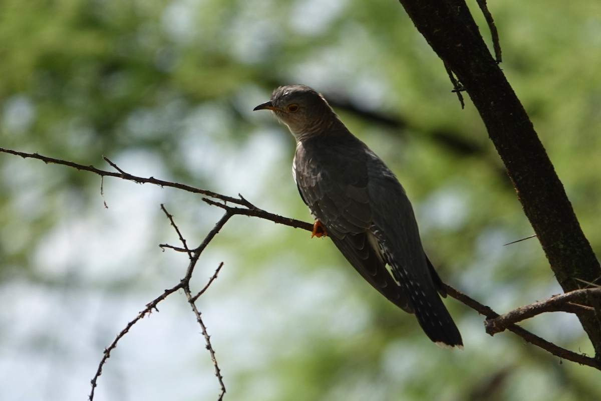 African Cuckoo - ML617603034