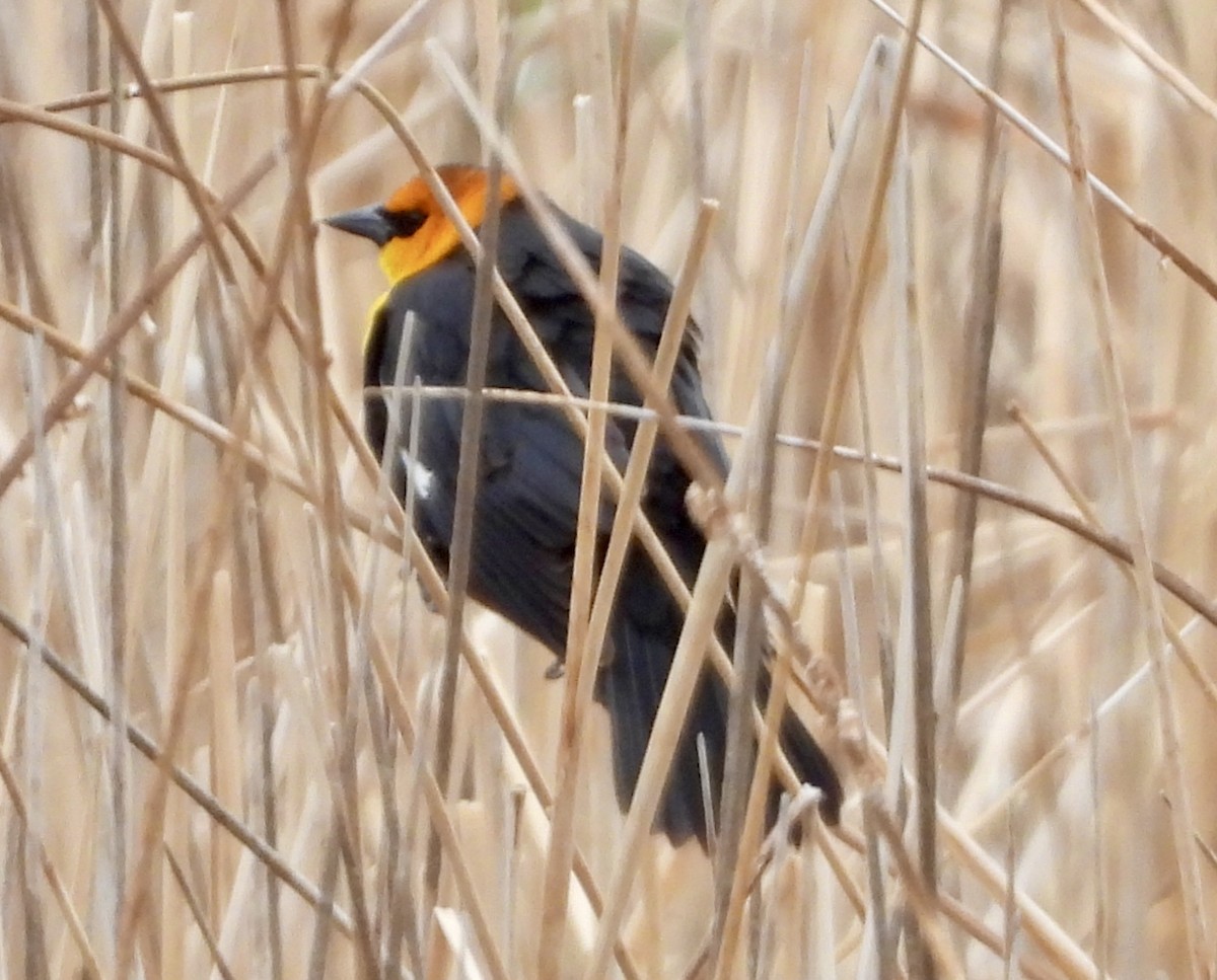 Yellow-headed Blackbird - ML617603098