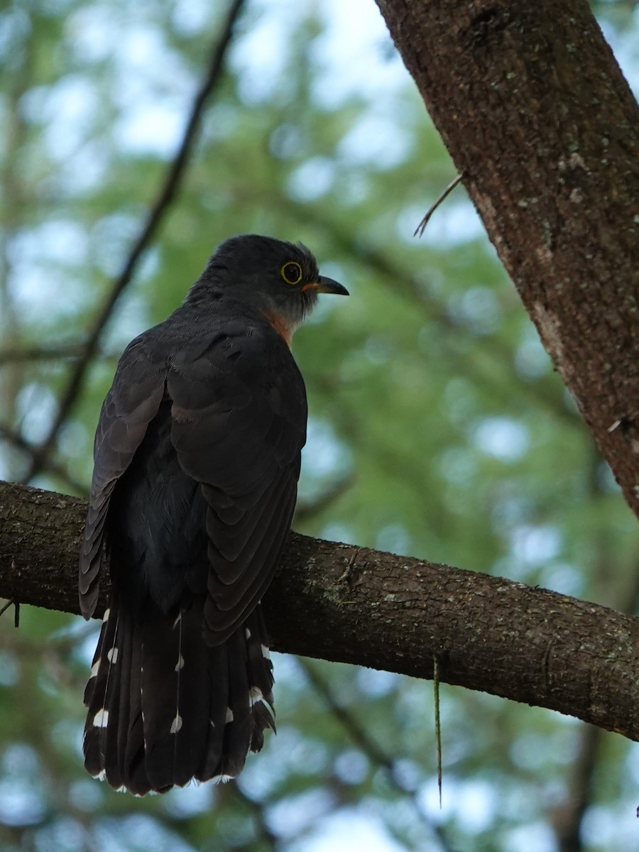 Red-chested Cuckoo - ML617603117