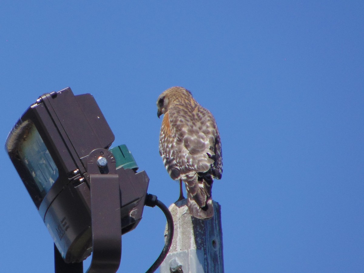 Red-shouldered Hawk - Marcus Cremeans