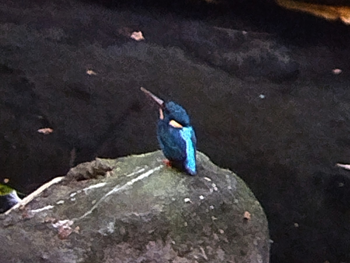 Indigo-banded Kingfisher (Northern) - ML617603168