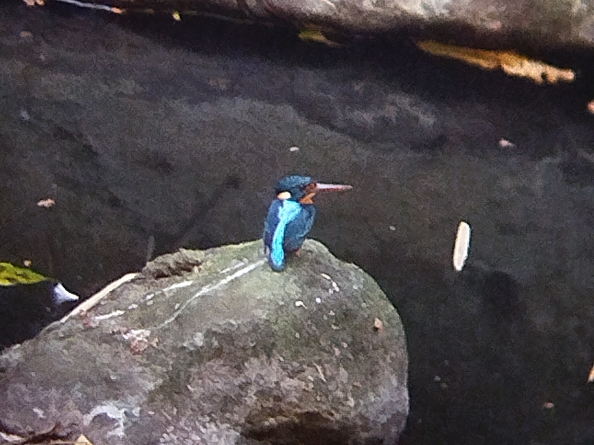 Indigo-banded Kingfisher (Northern) - ML617603169