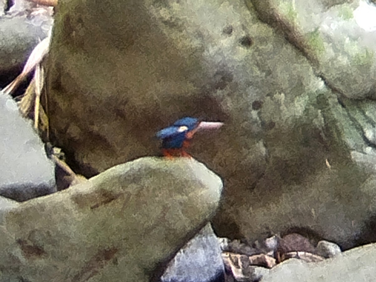 Indigo-banded Kingfisher (Northern) - ML617603176
