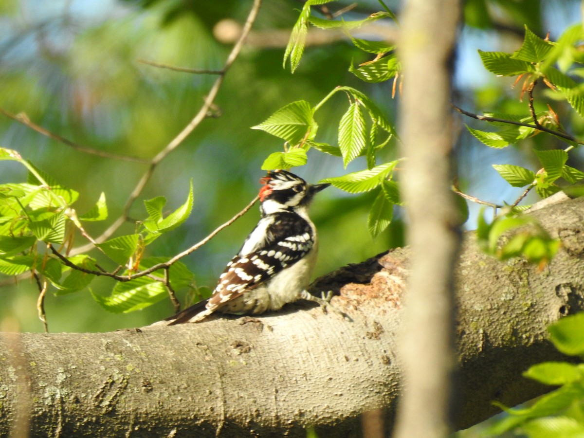 Downy Woodpecker - ML617603253