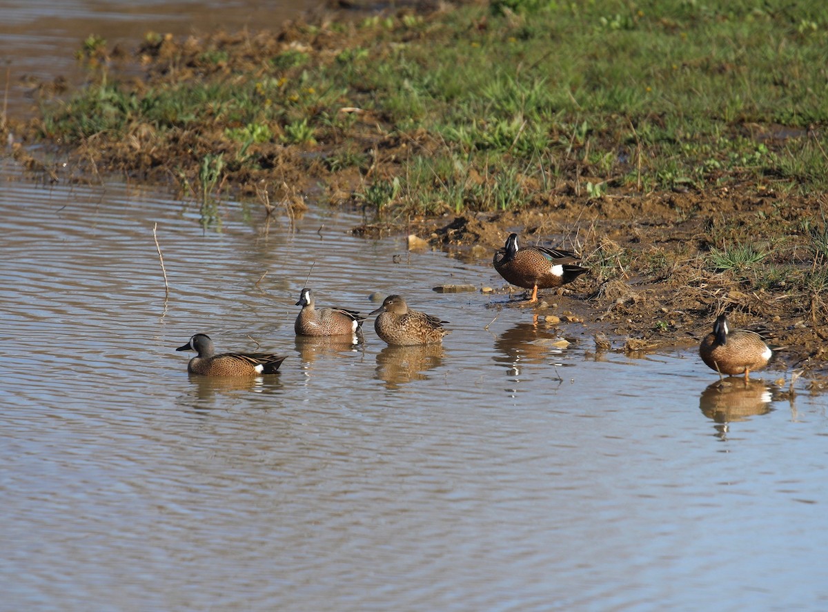 Blue-winged Teal - ML617603289