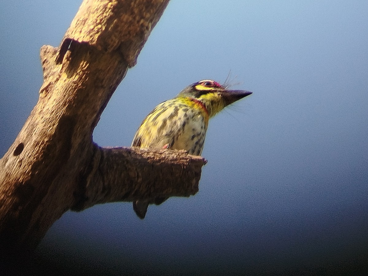 Coppersmith Barbet (Philippine Yellow-faced) - ML617603291