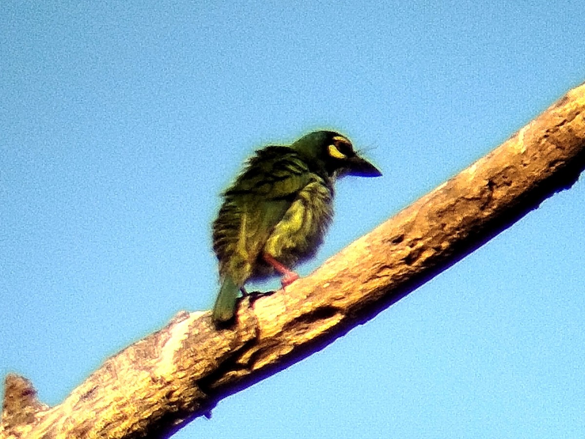 Coppersmith Barbet (Philippine Yellow-faced) - ML617603296