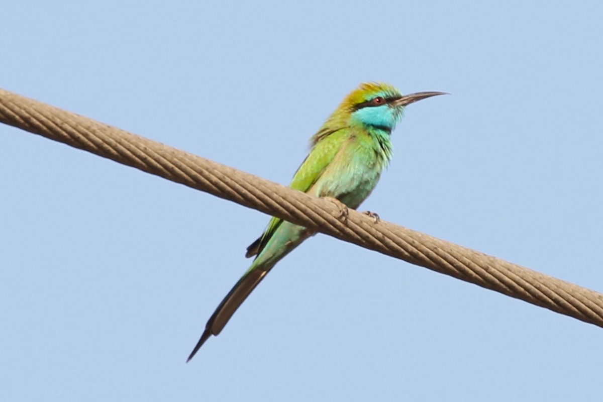 Arabian Green Bee-eater - Clyde Blum