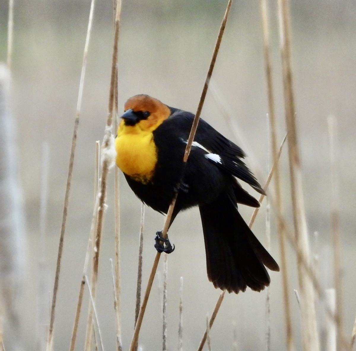 Yellow-headed Blackbird - Carolyn Lueck