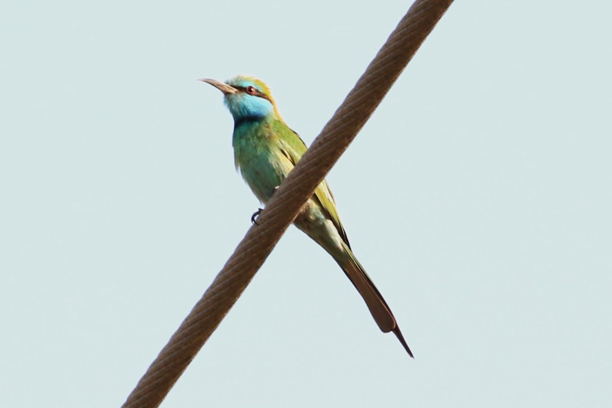 Arabian Green Bee-eater - ML617603309
