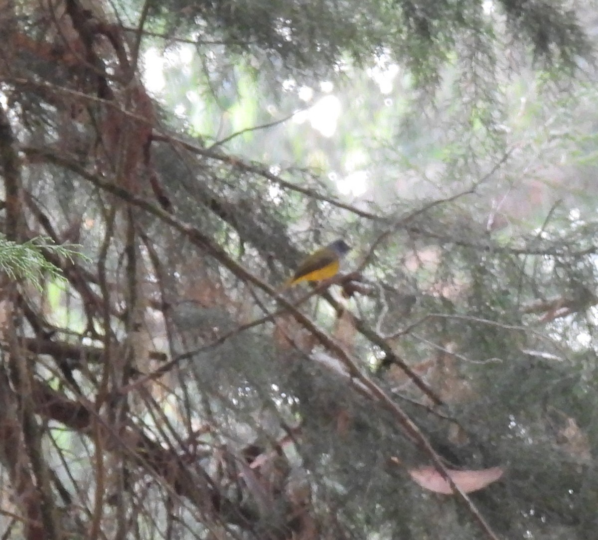 Gray-headed Canary-Flycatcher - ML617603310