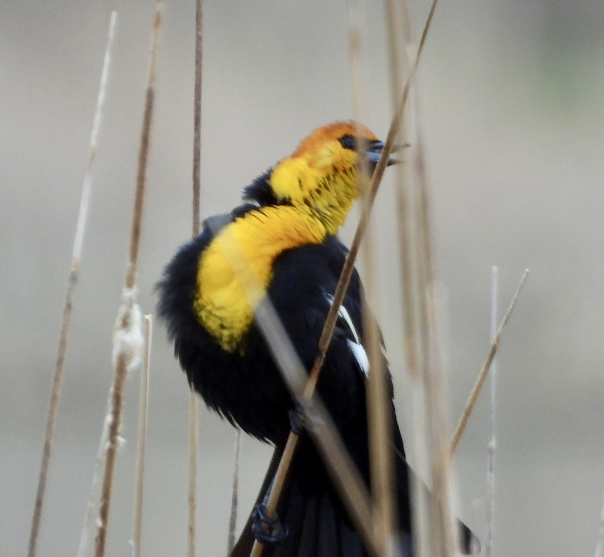 Yellow-headed Blackbird - Carolyn Lueck