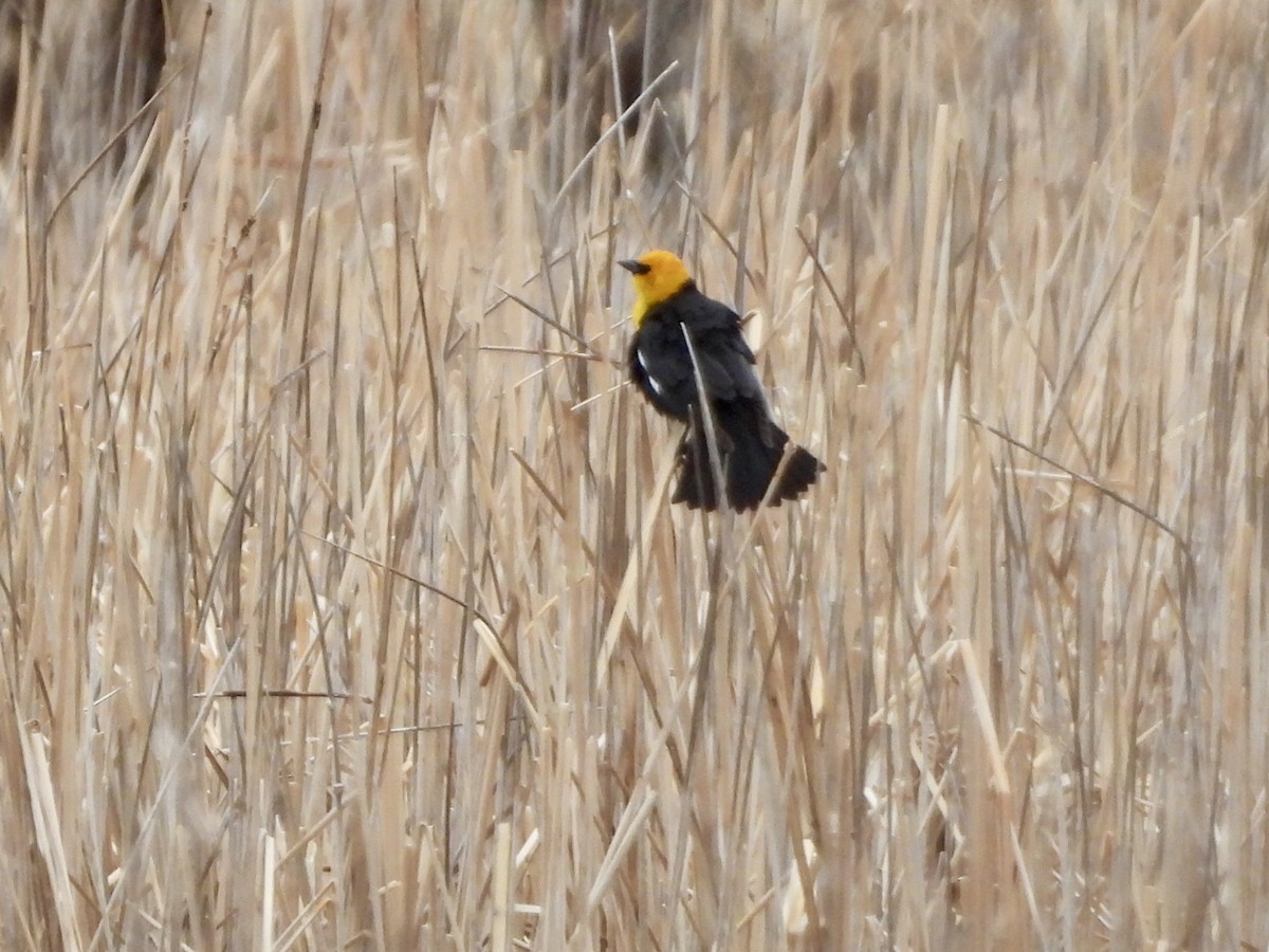 Yellow-headed Blackbird - ML617603319