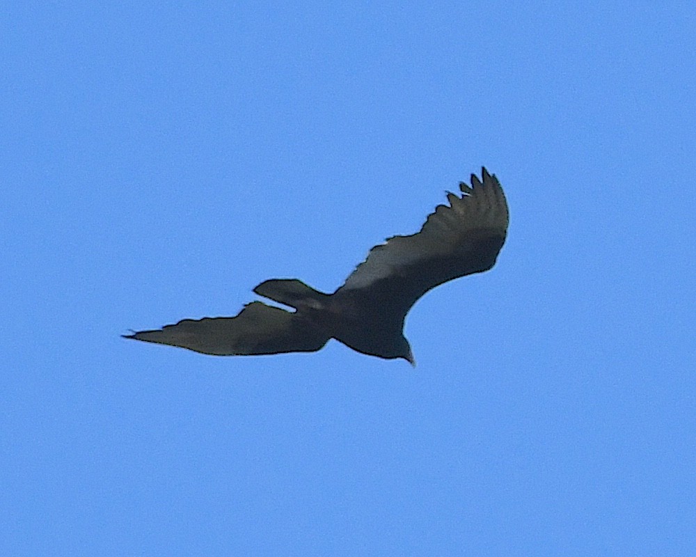 Turkey Vulture - ML617603331