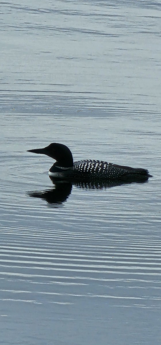 Common Loon - Sylvain Jarvis