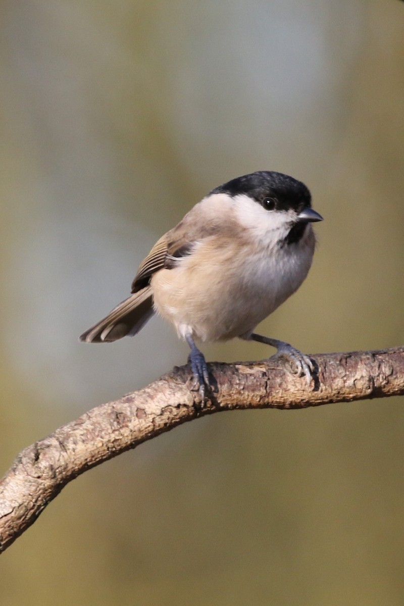 Willow Tit - Paul Anderson