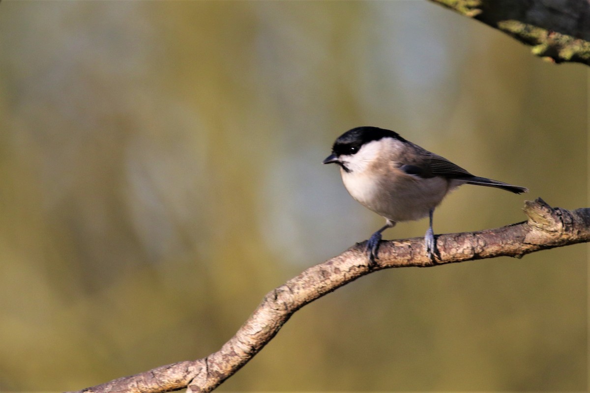 Willow Tit - Paul Anderson