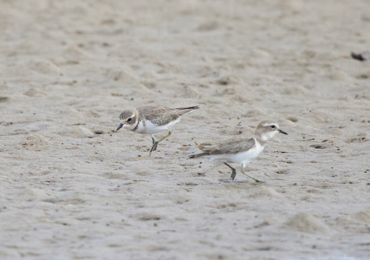 Double-banded Plover - ML617603354