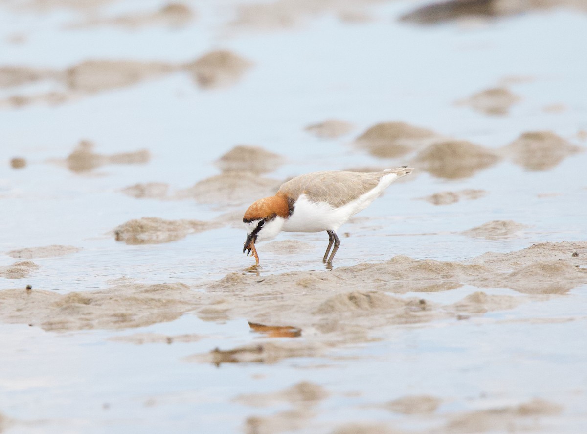 Red-capped Plover - ML617603370