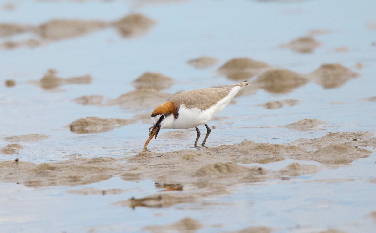Red-capped Plover - ML617603371