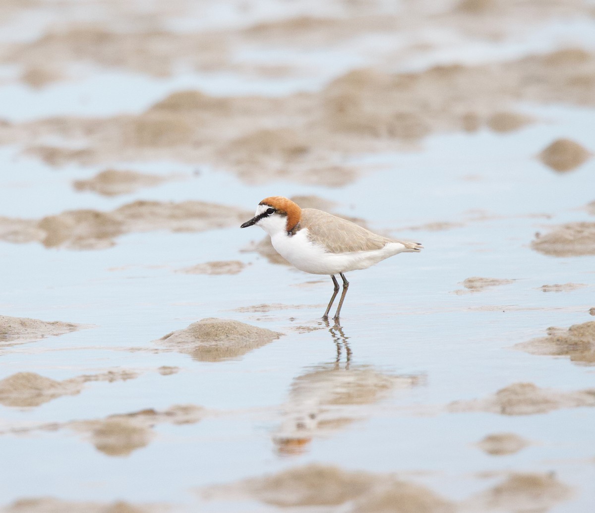 Red-capped Plover - ML617603372