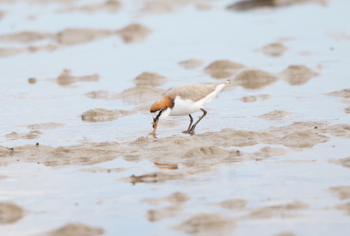 Red-capped Plover - Catherine Kirby