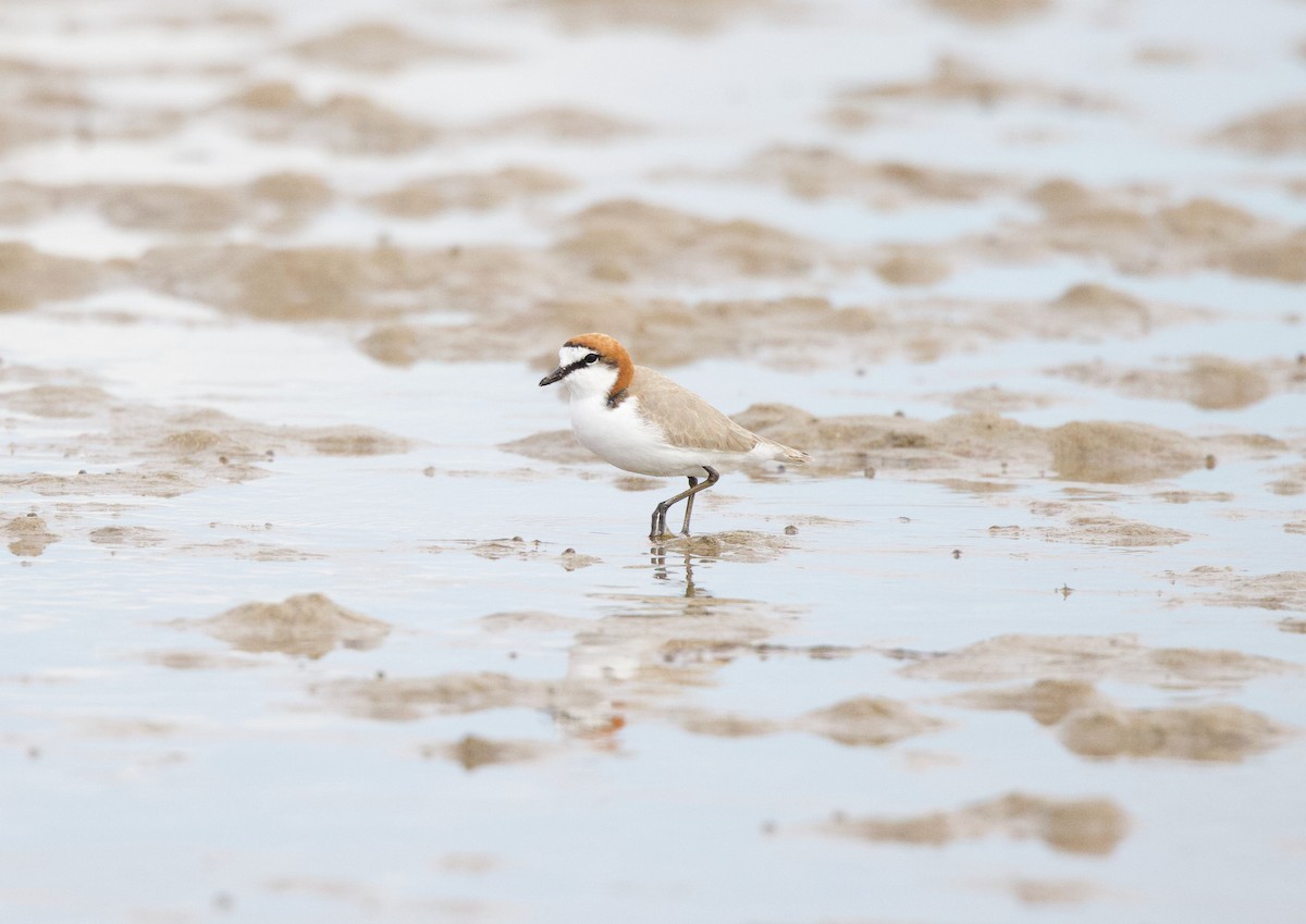 Red-capped Plover - ML617603375