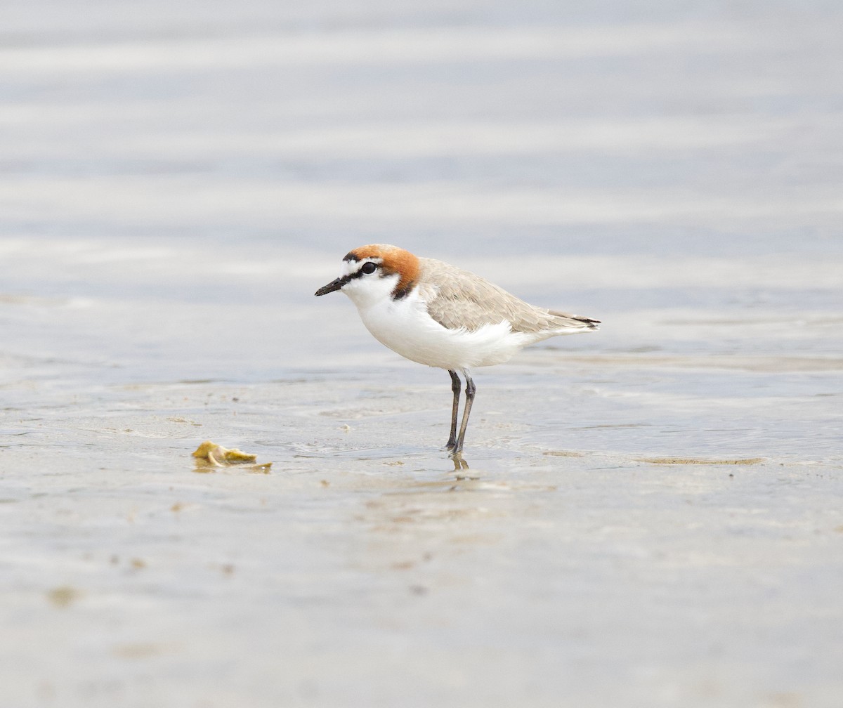 Red-capped Plover - ML617603389