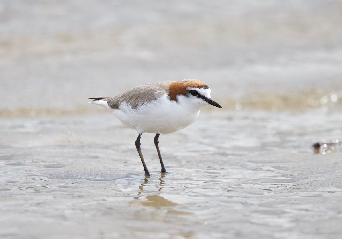Red-capped Plover - ML617603390