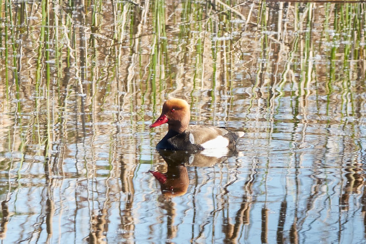 Red-crested Pochard - Luis Manso