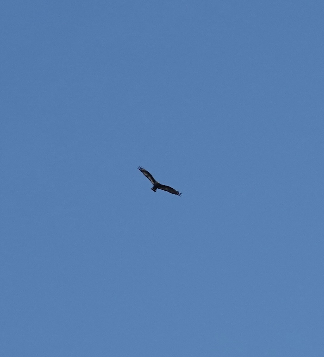 Zone-tailed Hawk - deidre asbjorn