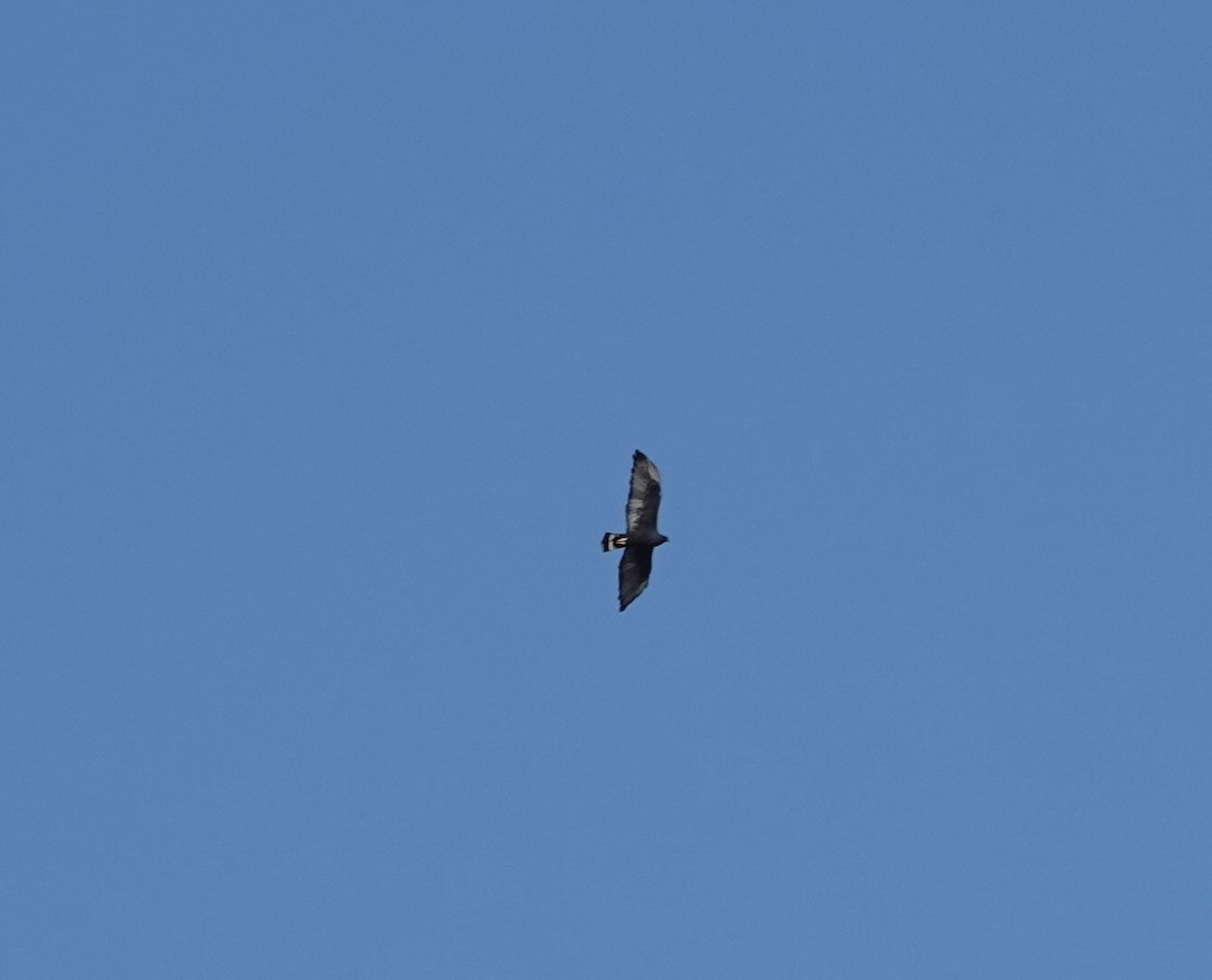 Zone-tailed Hawk - deidre asbjorn