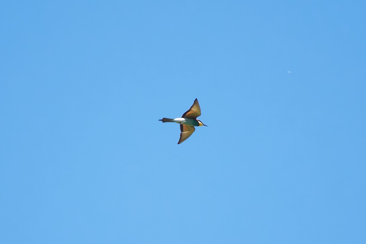 European Bee-eater - ML617603436