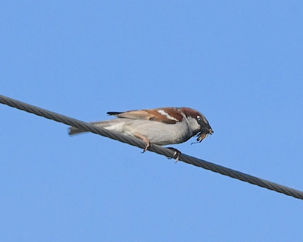 House Sparrow - Ted Wolff