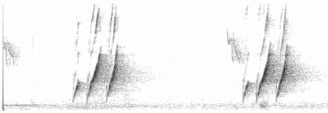 Curve-billed Thrasher (palmeri Group) - ML617603469
