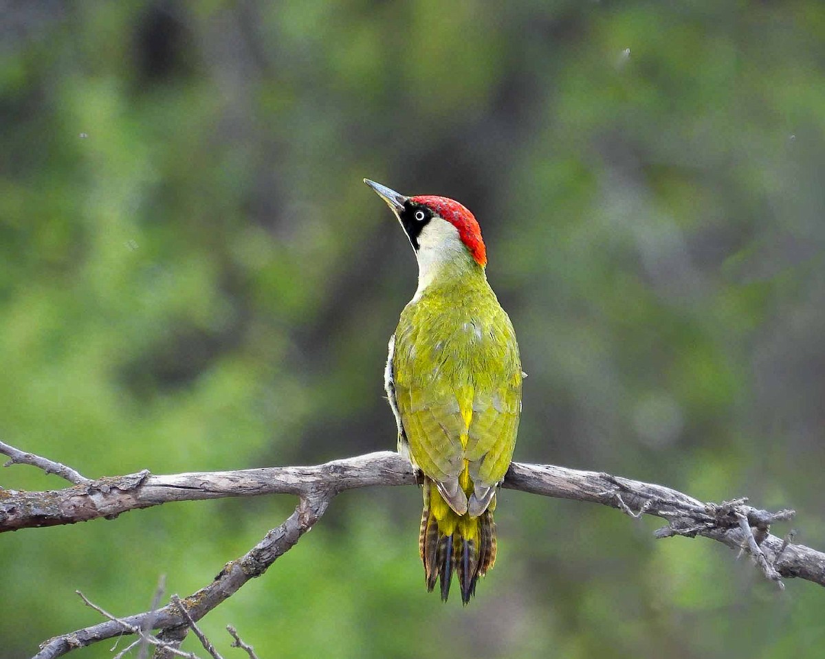 Eurasian Green Woodpecker - Rojbin Yağmur Akkaya
