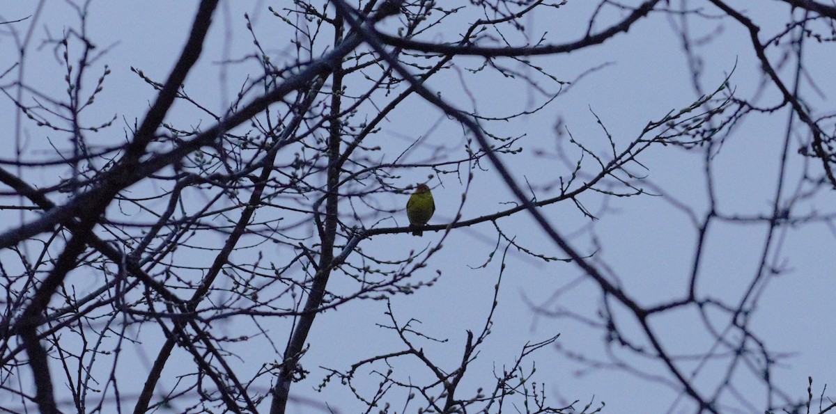 Western Tanager - ML617603516