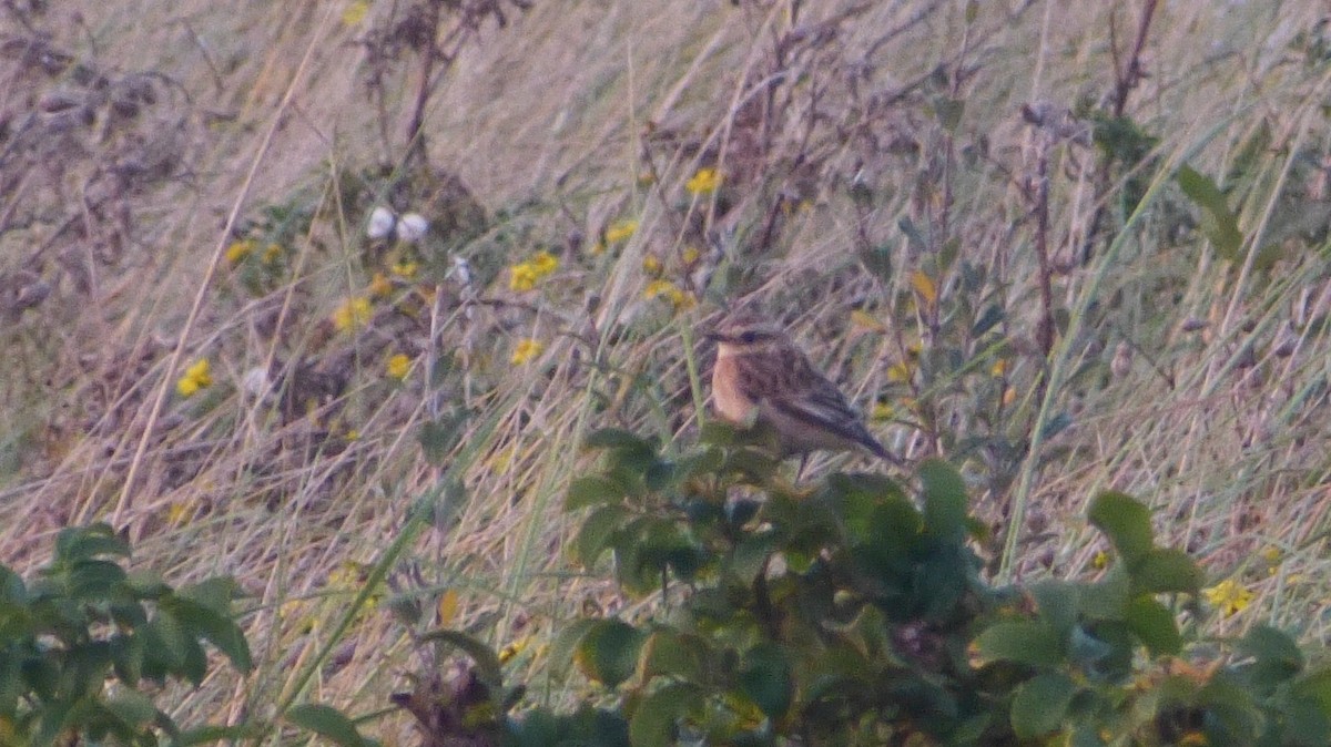 Whinchat - ML617603525