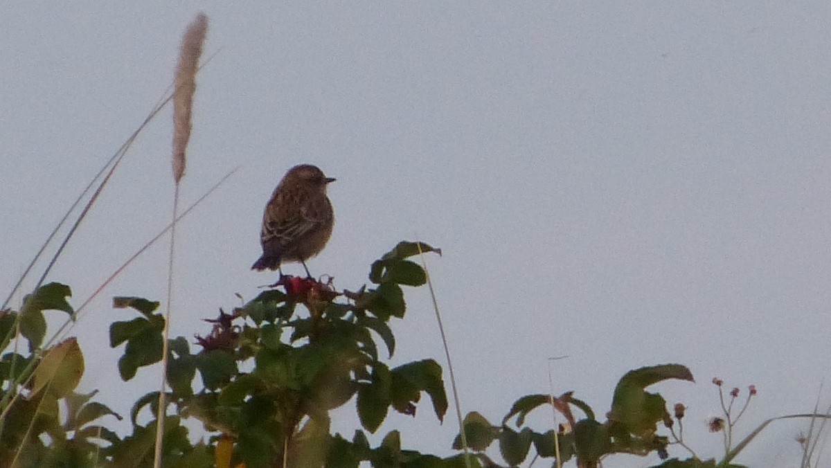 Whinchat - ML617603526