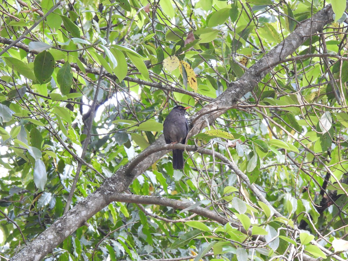Indian Blackbird - ML617603533