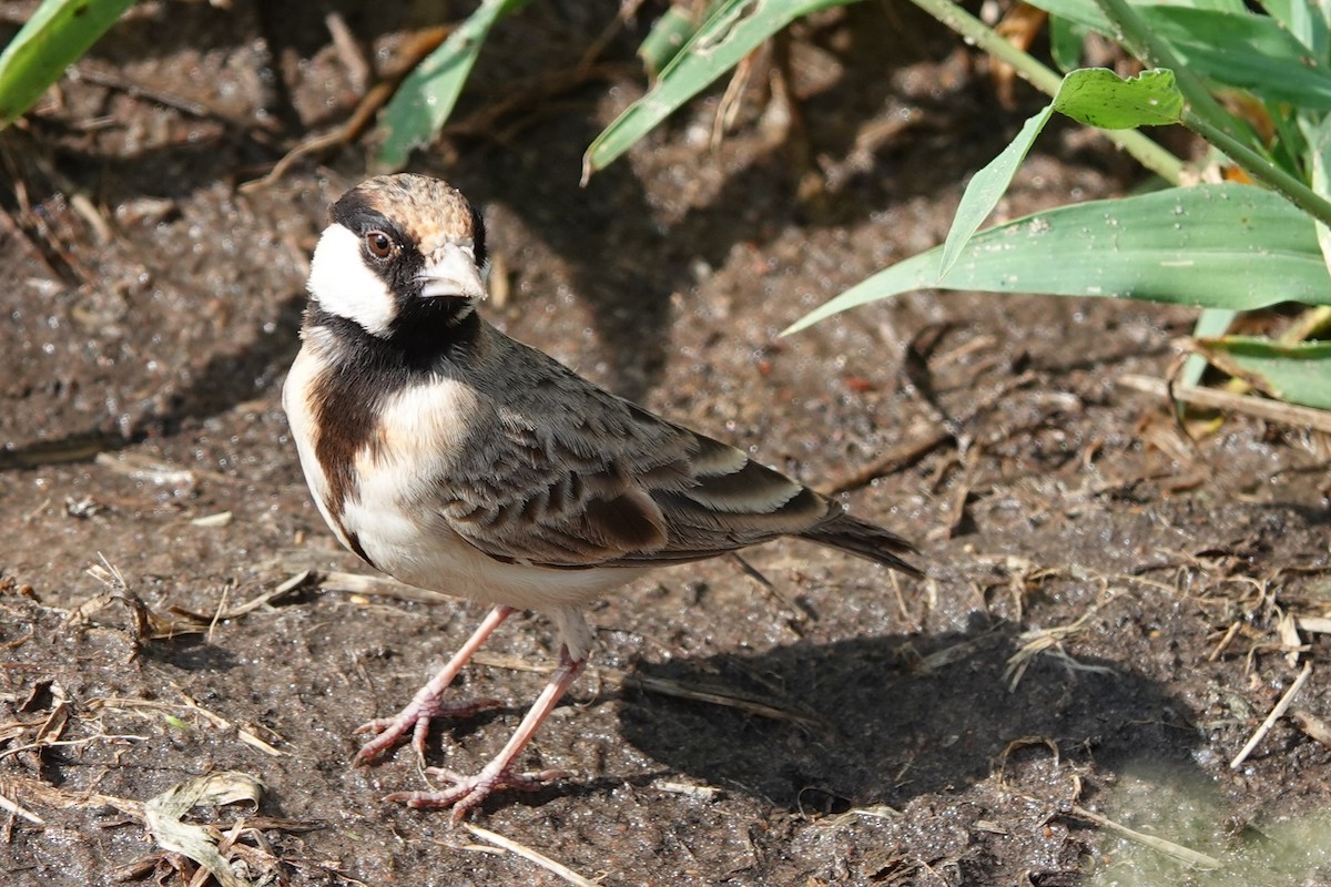 Fischer's Sparrow-Lark - ML617603600