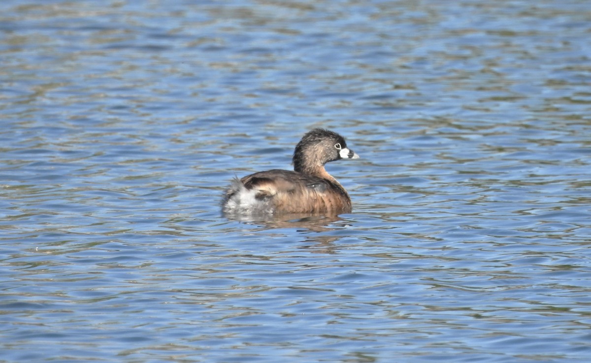 Pied-billed Grebe - Don Hoppe