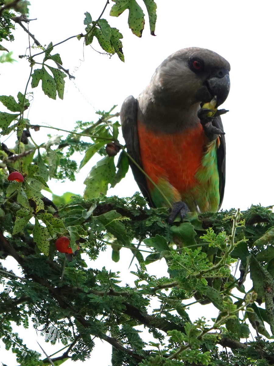 papoušek oranžovoprsý - ML617603640
